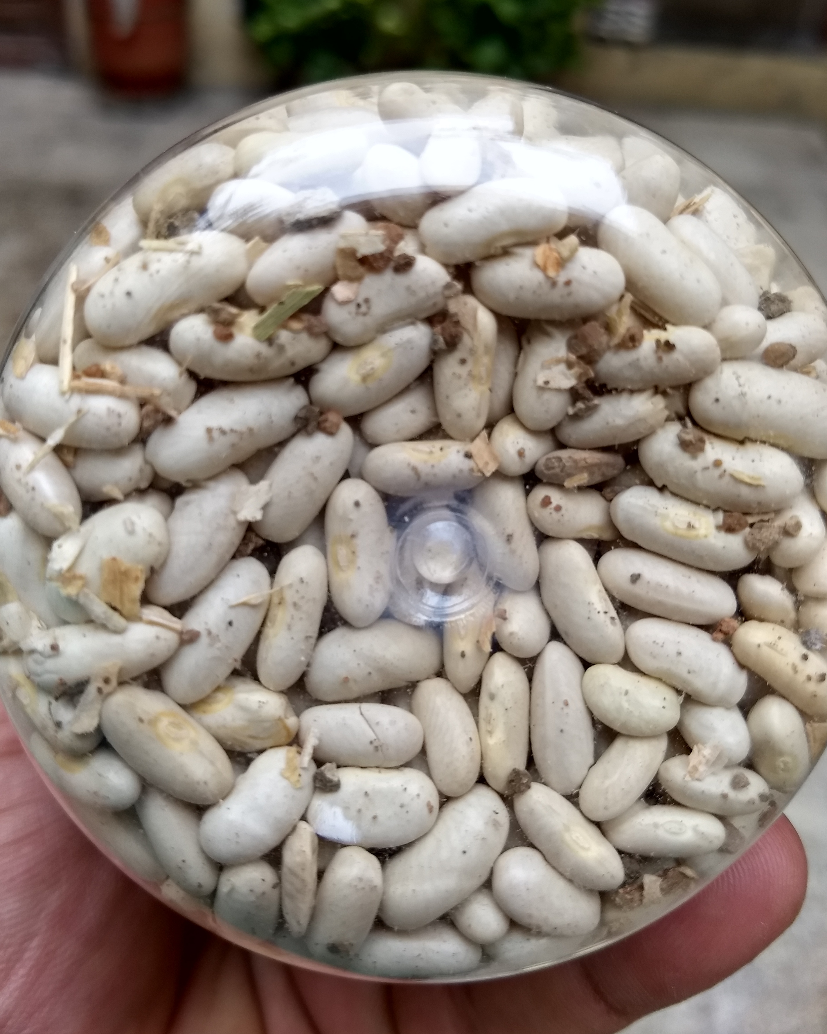 White Rajma - White Kidney Beans - Masala Monk