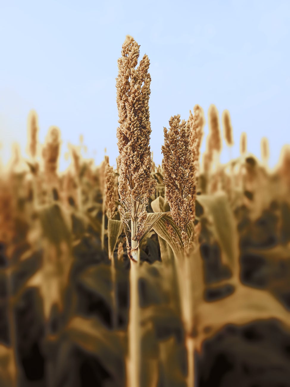 great millet grains close up photo