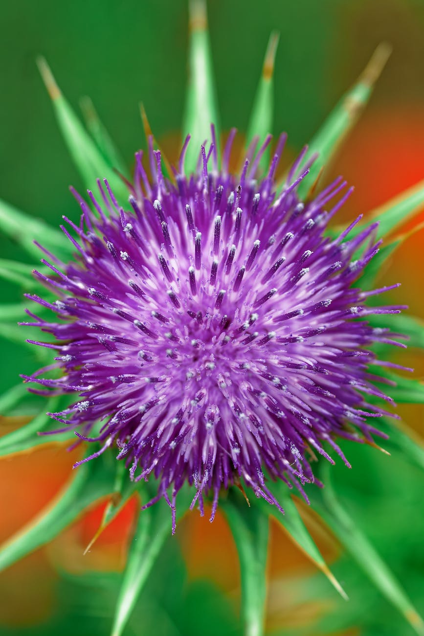 purple thistle flower in close up photography