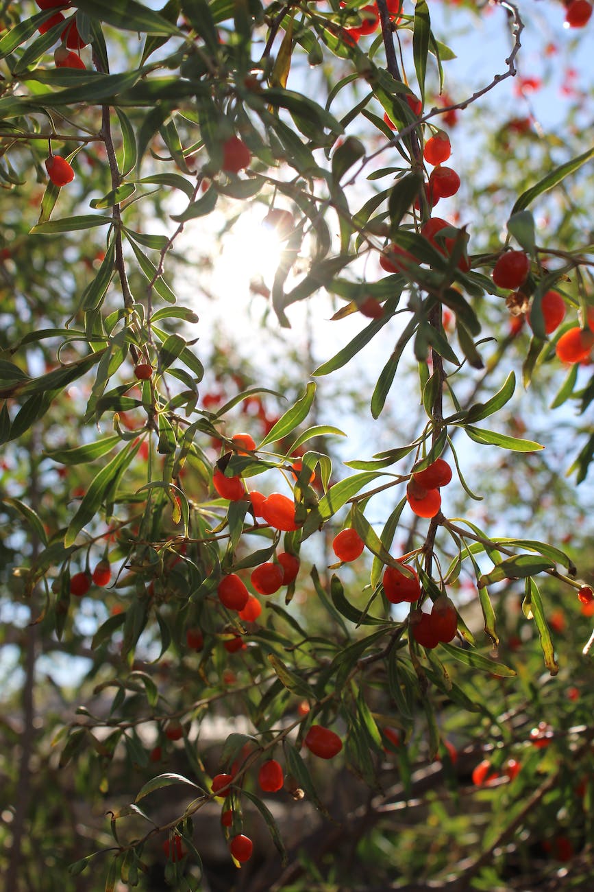 red round fruits on the tree