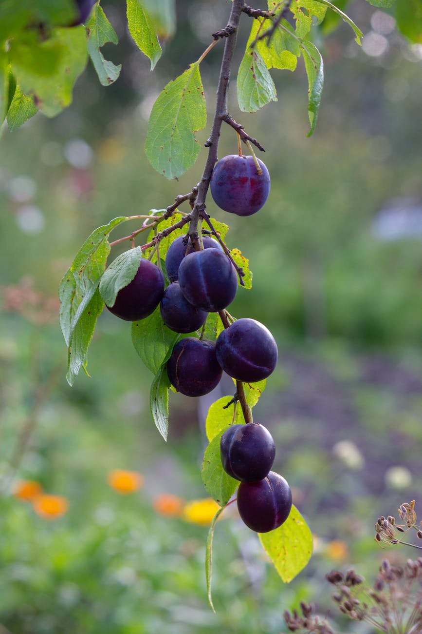 prune fruits hanging on a tree