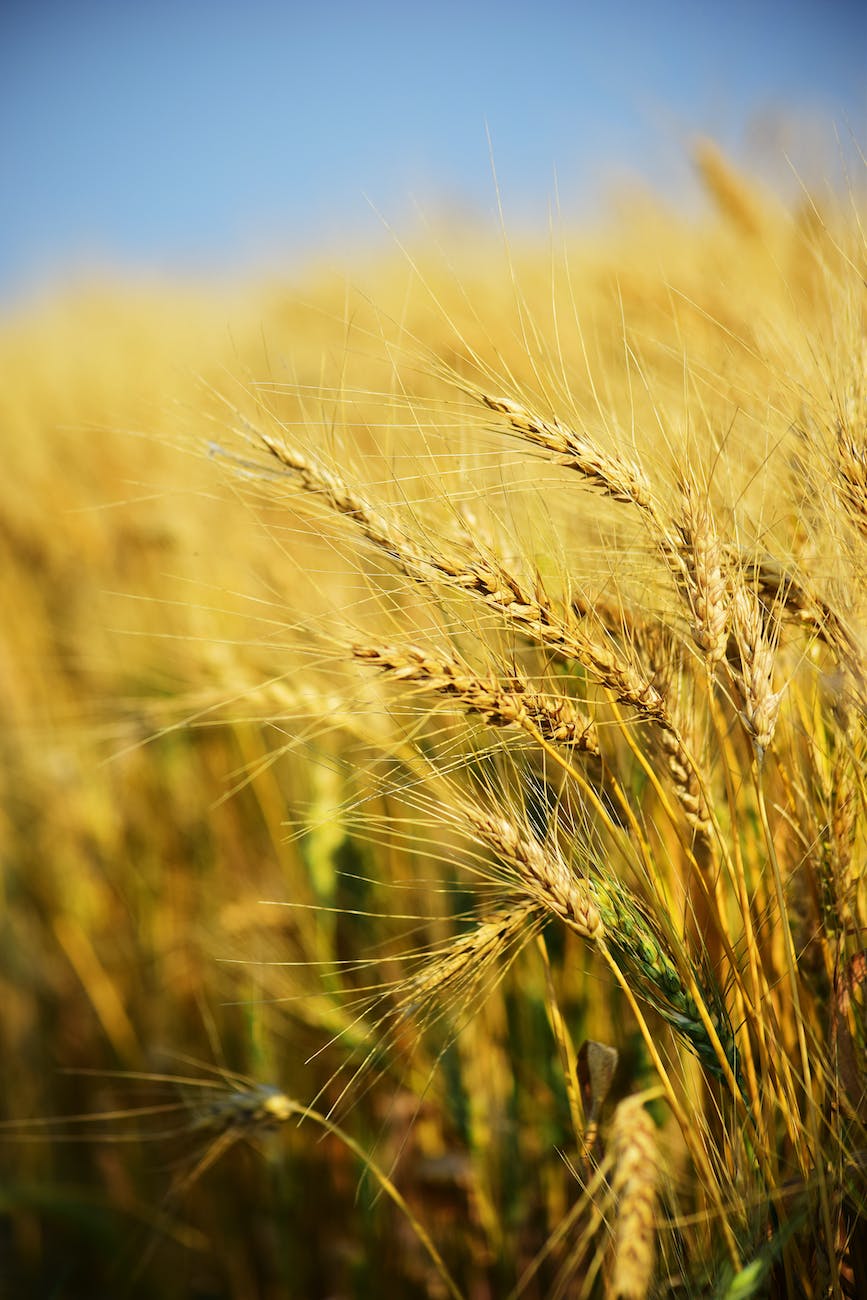 closeup photography of rice grains