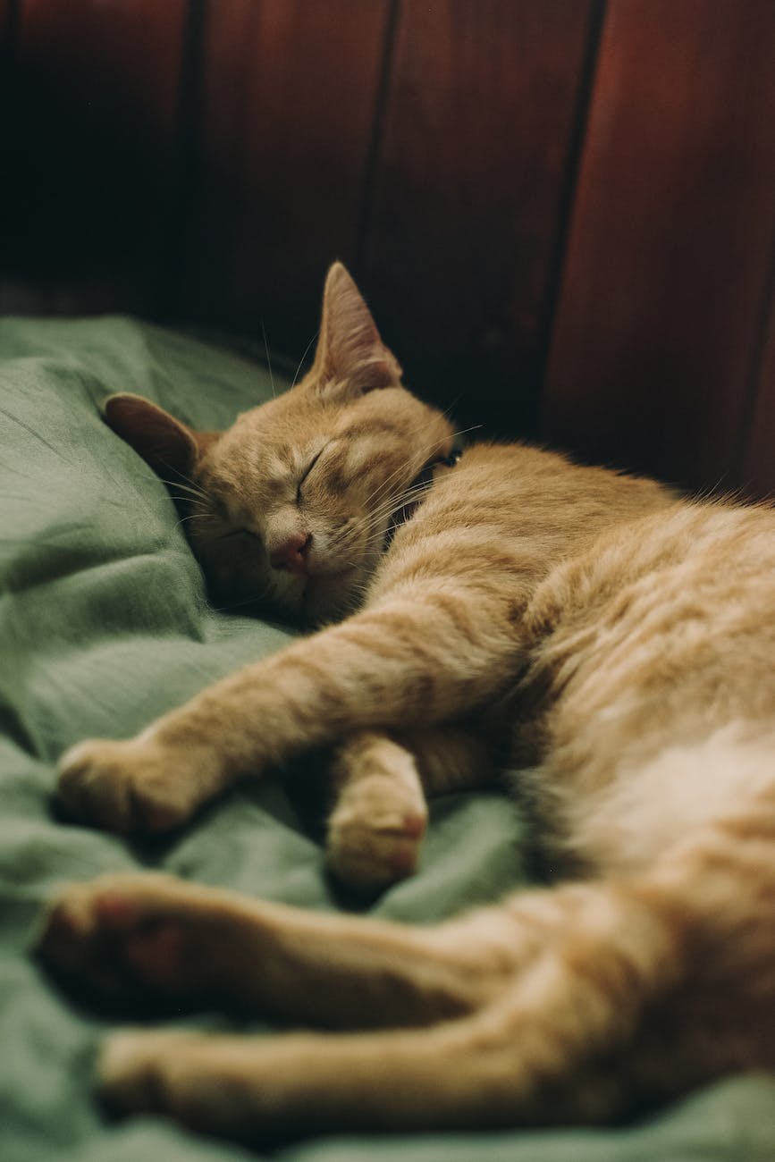 photo of sleeping tabby cat