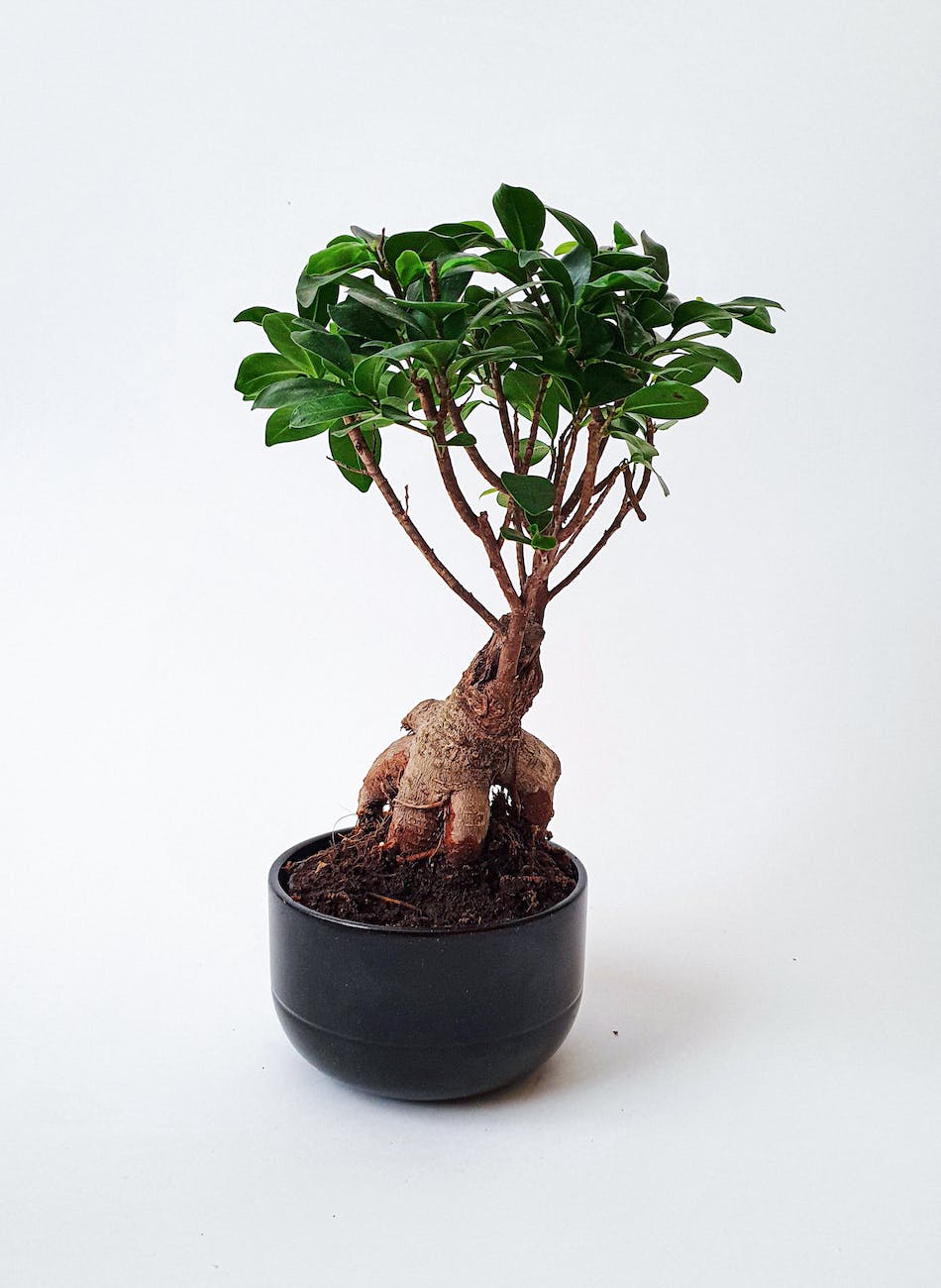 bonsai on white background