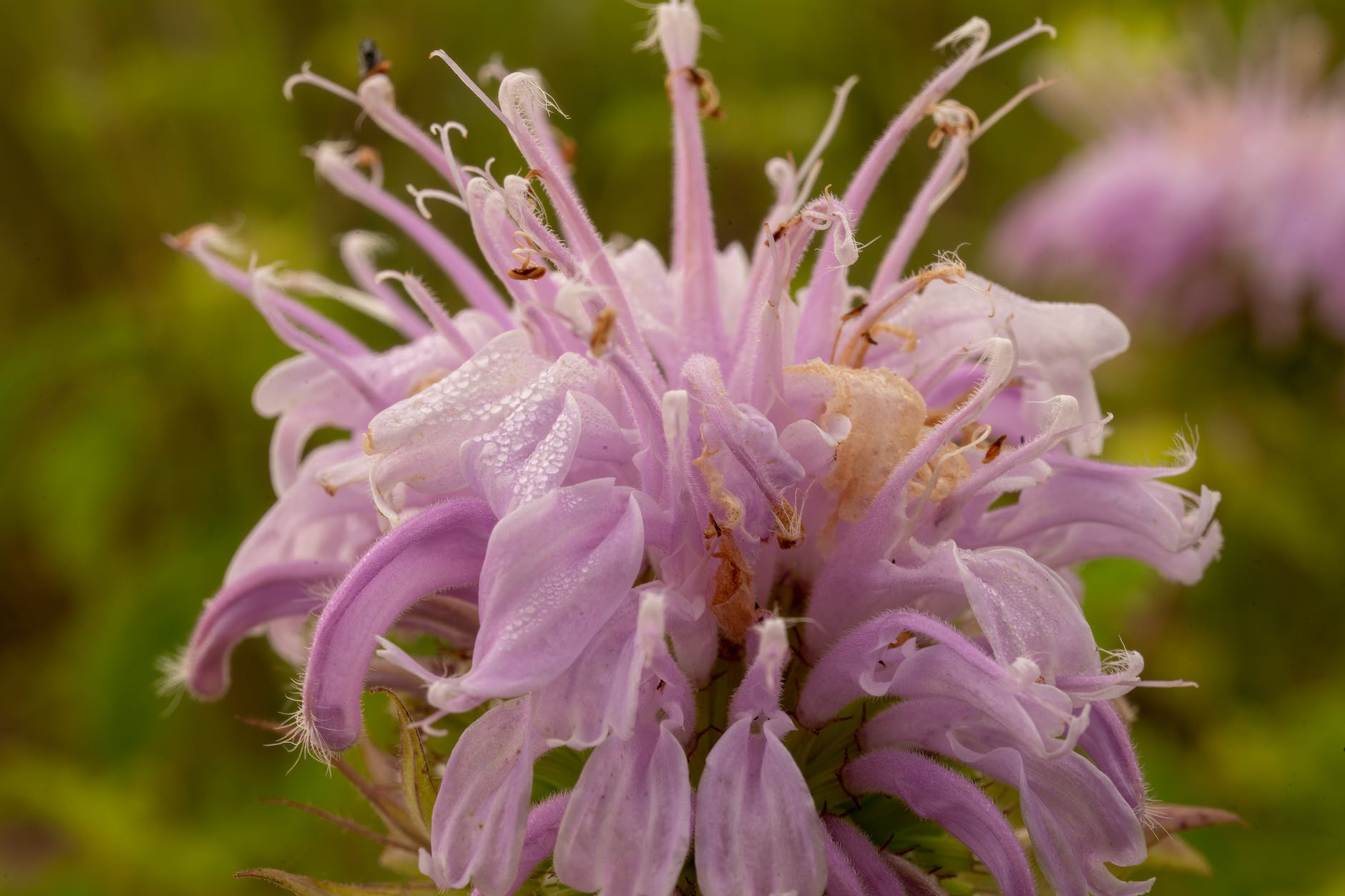 close up of purple bergamot flower